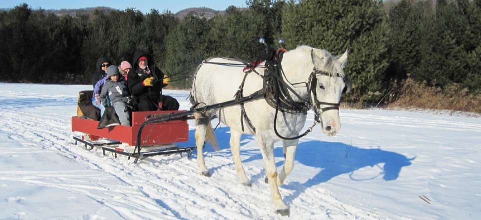 Oferujemy pomoc w organizacji zimowego kuligu.